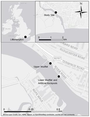 Estuarine Infauna Within Incidentally Retained Sediment in Artificial Rockpools